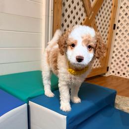 Boy 1 - Brown and white male Bernedoodle puppy in Cocoa, Florida from The Beach Doodles