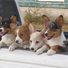 American Corgi and Pembroke Welsh Corgi Puppies from Nightstreak Corgis