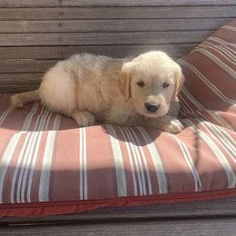 Golden Retriever Puppies from 3 Gun Retrievers