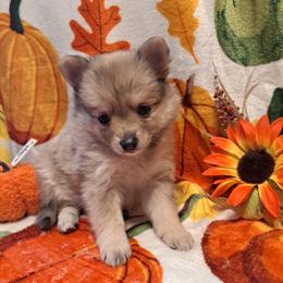 PEBBLES-Girl 1 - Chocolate merle female Pomeranian puppy in Lore City, Ohio from Tonia's Pomeranians
