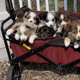 Miniature Australian Shepherds from Rice Creek Aussies