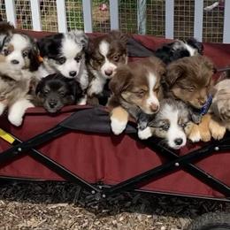 Miniature Australian Shepherds from Rice Creek Aussies
