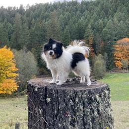 Fiona - Black and tan parti female Pomeranian puppy in Roseburg, Oregon from Dbos Furry Friends