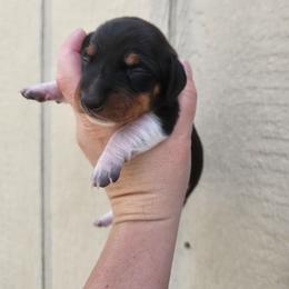 Peter - Black and tan male Dachshund puppy in Cedarcreek, Missouri from Cedarcreek Dachshunds