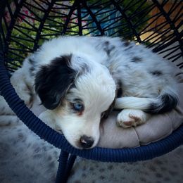 Miniature Australian Shepherd Puppies from Happy Tails, Colorado Mini Aussies
