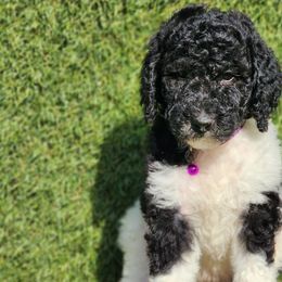 Ms. Strawberry - Bernedoodle puppy in Ocala, Florida from Prime Time Bernedoodles