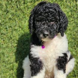 Ms. Strawberry - Bernedoodle puppy in Ocala, Florida from Prime Time Bernedoodles