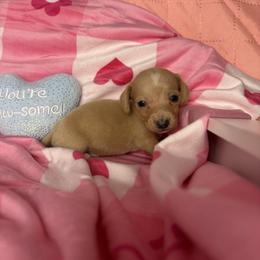Monty - Cream male Dachshund puppy in Lake City, Florida from My Ditzy Doxies of Florida