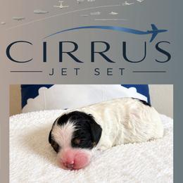 Boy 2 - male Poodle puppy in Dallas, Texas from Cityscape Moyen Poodles