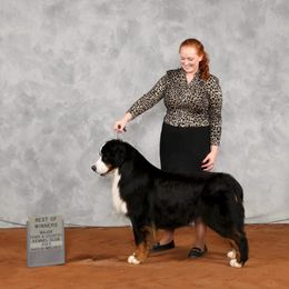 Bernese Mountain Dog and Golden Retriever All Grown Up from Gold Point Pups