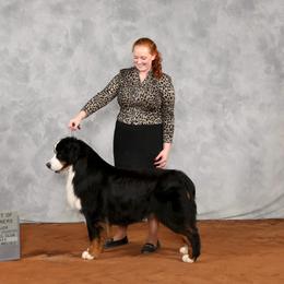 Bernese Mountain Dog and Golden Retriever All Grown Up from Gold Point Pups
