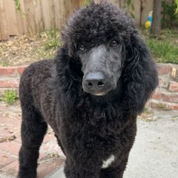 Hot chocolate - Black female Poodle puppy in Arroyo Grande, California from Ever So Clever Poodles