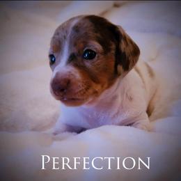 Dachshund and Great Dane Puppies from AZ's Prestigious Minature Dachshunds