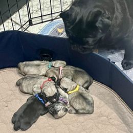 Pug puppies from Sunshine Pugs