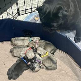 Pug puppies from Sunshine Pugs