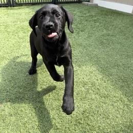 Girl 1 - Black female Labrador Retriever puppy in Newtown, Connecticut from Tiger Rose Labradors