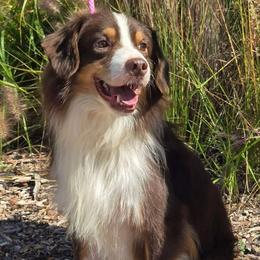 Miniature American Shepherd puppies from Come By MAS