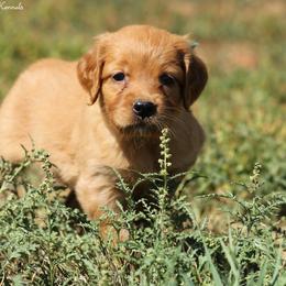 Polly Teal Girl - Dark golden female Golden Retriever puppy in Idaho Falls, Idaho from Once Upon A Dream Kennels