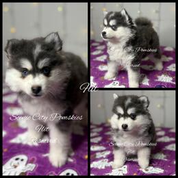 Flit - Blue female Pomsky puppy in Rossville, Georgia from Scenic City Pomskies