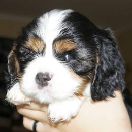 Cavalier King Charles Spaniel Puppies from London Fog Cavaliers
