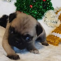 Boy 3 - male Pug puppy in Blountsville, Alabama from Rock Springs Pugs