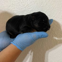 Blaze - Black and red male German Shepherd puppy in Quartz Hill, California from Von Gonzalez Kennel