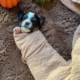 Maple - Black tri male Toy Australian Shepherd puppy in Inola, Oklahoma from Blue Stem Companions