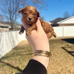 Posey - Red  female Poodle puppy in Morehead, Kentucky from Paw Perfect Pets