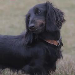 Dutchess - Dachshund