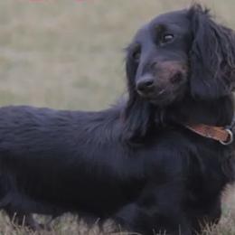Dutchess - Dachshund