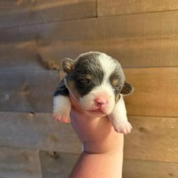 Ira - Bluie Tri - Black and tan male American Corgi puppy in Anderson, California from Flying K Corgis