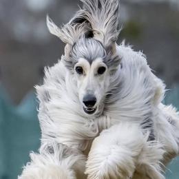 Afghan Hounds and Miniature Schnauzers from Noelle Silva