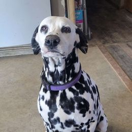Nick - Dalmatian