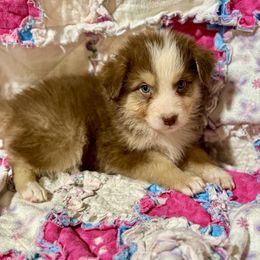 Tri female 2 - Red tri-color female Australian Shepherd puppy in Lemon Cove, California from Magic Ranch Mini Aussies