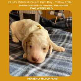 White and Cream Parti - Yellow collar Boy - Parti male Poodle puppy in Charlo, Montana from Heavenly Hilltop Farm