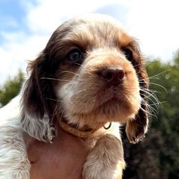 Grumpy - Liver white and tan male English Springer Spaniel puppy in Bay City, Wisconsin from Springer Hills Farm