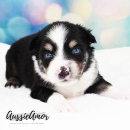 Black Tri 2 blue eyes - Black tri male Miniature Australian Shepherd puppy in Pinehurst, Texas from Aussie Amor