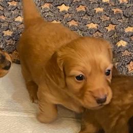 Bonnie long haired - Red female Dachshund puppy in Elizabethtown, Kentucky from Teeny Tiny Puppy Tails