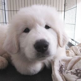 Great Pyrenees Puppies from Imac Great Pyrenees