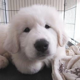 Great Pyrenees Puppies from Imac Great Pyrenees