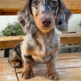 Guardian Home Opportunity Coral - Dapple female Dachshund puppy in Redding, California from Jean & Mae Doxies