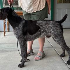German Wirehaired Pointer All Grown Up from Humdinger Kennel