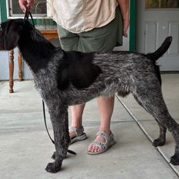 German Wirehaired Pointer All Grown Up from Humdinger Kennel