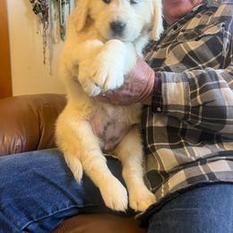 Elsa - Light golden female Golden Retriever puppy in Concho, Arizona from Red Sky Ranch