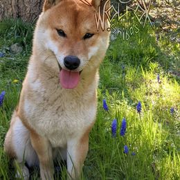 Pyro - Shiba Inu