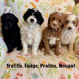 Goldendoodle puppies from Prairie Doodle Dogs