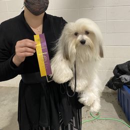 Tiger - Havanese