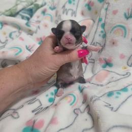 Bitsy - Fawn and white female Chihuahua puppy in Brooksville, Florida from Daystars Chihuahuas