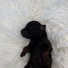 Bayle - Sable female Bernedoodle puppy in Valrico, Florida from Shadow Kennels