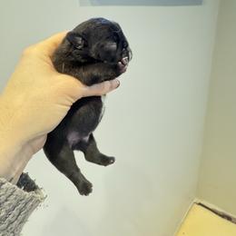 Dice - Brindle and white male French Bulldog puppy in Campbell Hall, New York from Charlie’s Frenchies